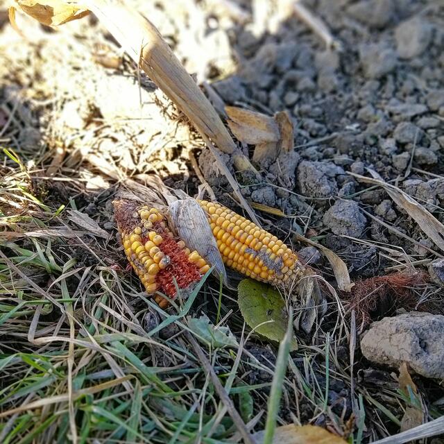 Ein letztes Überbleibsel von der Ernte und wirkt zugleich schön herbstlich. Ernte gut, alles gut.
