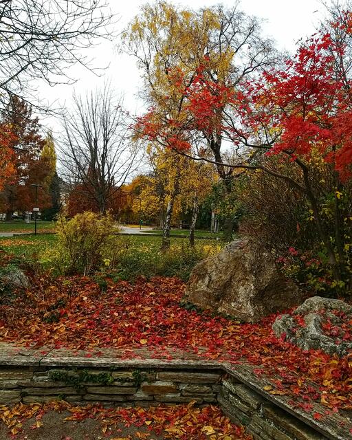 Wunderschön anzusehen diese herbstlichen Farben im Museumspark!