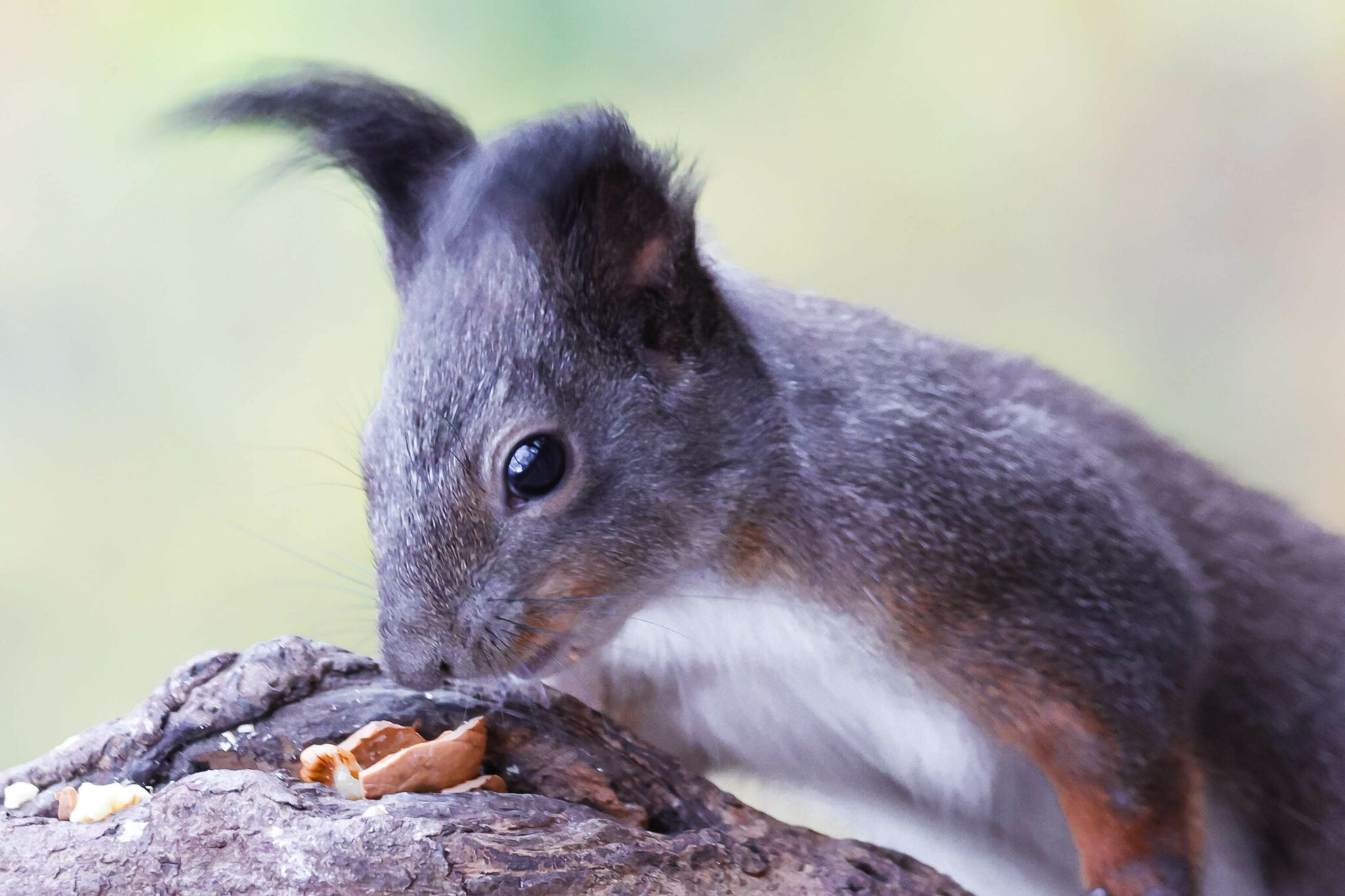Eichhörnchen können vier bis fünf Meter weit springen.