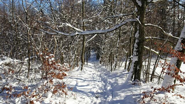 "Winterspaziergang"