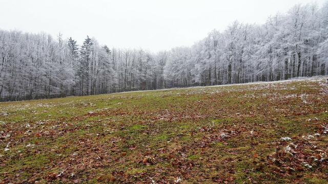 "Frostiger Naturstaubzucker im Zauberwald!" ;-) ...
Gefrierender Nebel verwandelte die Landschaft am Höhenberg (Triestingtal, NÖ).