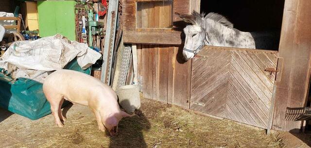 Schwein trifft auf Esel ! | Foto: Gerald Dreisiebner