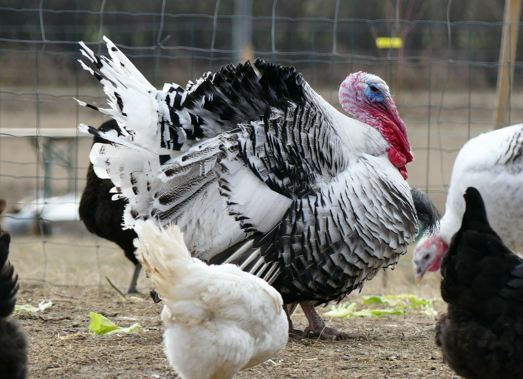 die Royol Palm oder Cröllwitzer Pute