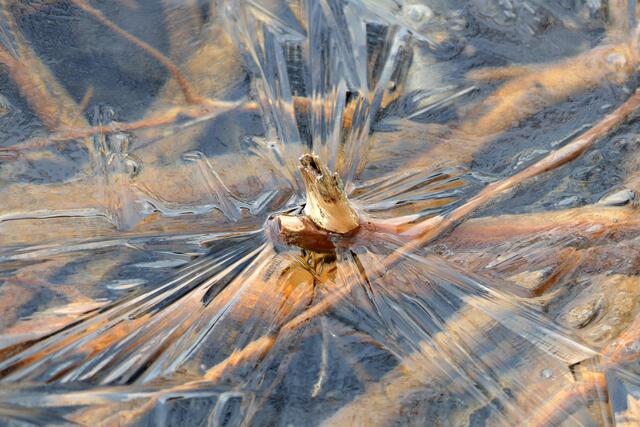 Gefangen im Eis | Foto: Gerhard Schrödl