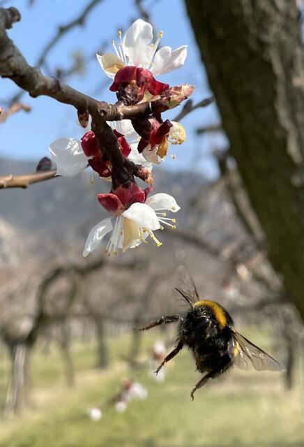 Wachauer Hummel im Anflug auf eine Marillenblüte 🌸🐝 | Foto: Die2Nomaden.com