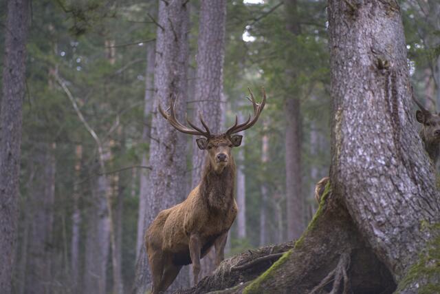 Naturpark Schwarzau im Gebirge | Foto: Herbert Stockhammer
