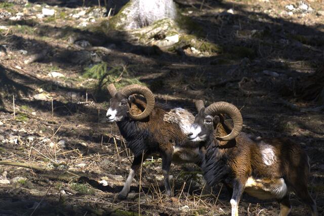 Ein Tag bei den Mufflons im Naturpark Schwarzau im Gebirge | Foto: Herbert Stockhammer