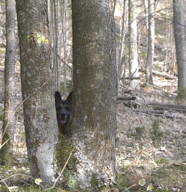 Verstecken spielen im Naturpark Schwarzau im Gebirge | Foto: Herbert Stockhammer