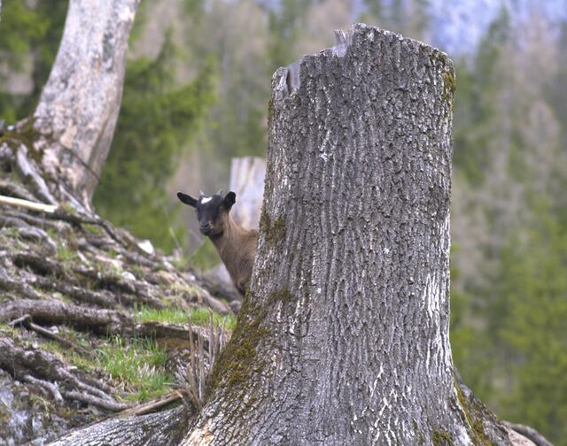 Jo wo bleibens denn die Besucher im Naturpark Schwarzau im Gebirge? | Foto: Herbert Stockhammer