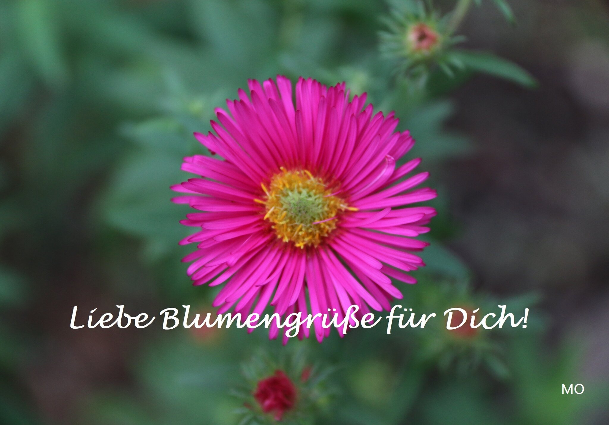 Liebe Blumengrüße für Dich!