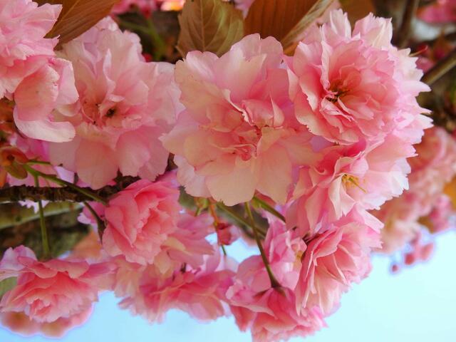 ein Genuss für Auge &amp; Seele ~ diese zarten Japanischen Kirschblüten 