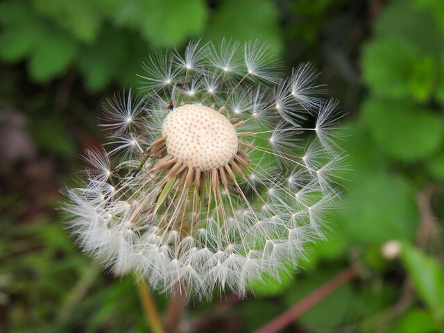 am Wegesrand ...