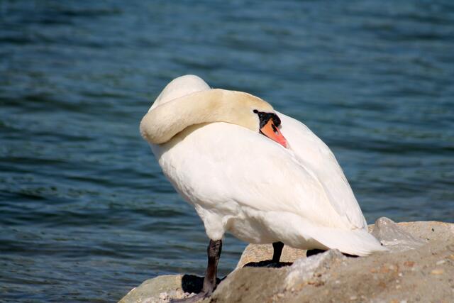 ein relaxter Schwan geniest die Mittagssonne ...