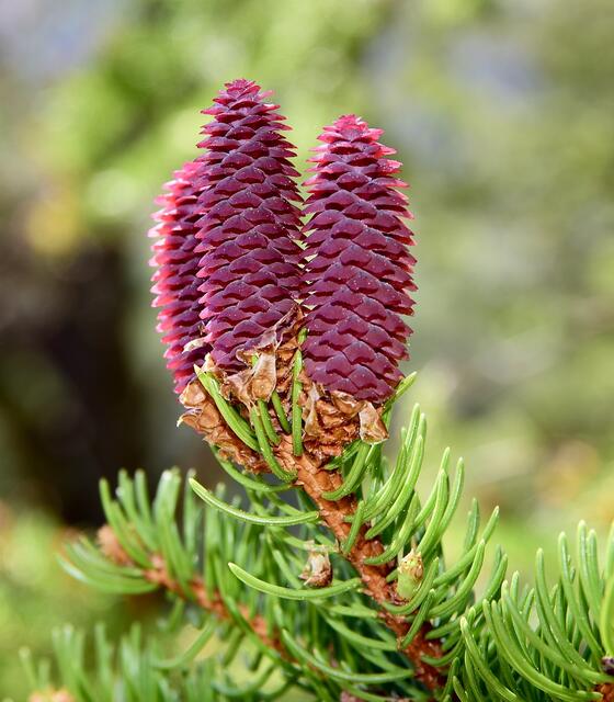 Fichtenblüte