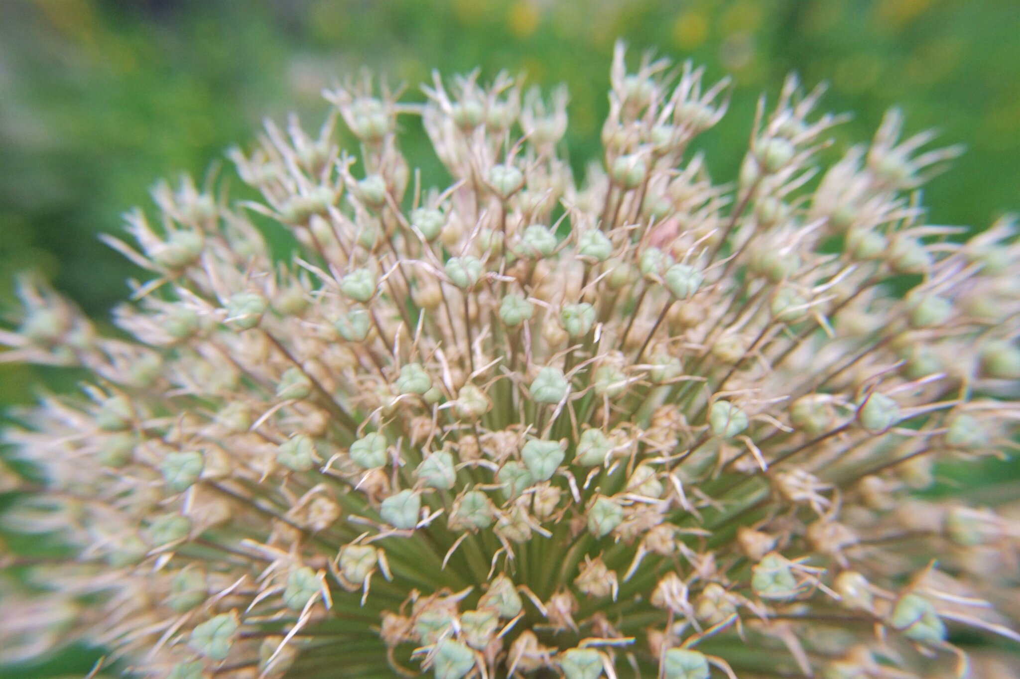 Filigranes im Garten