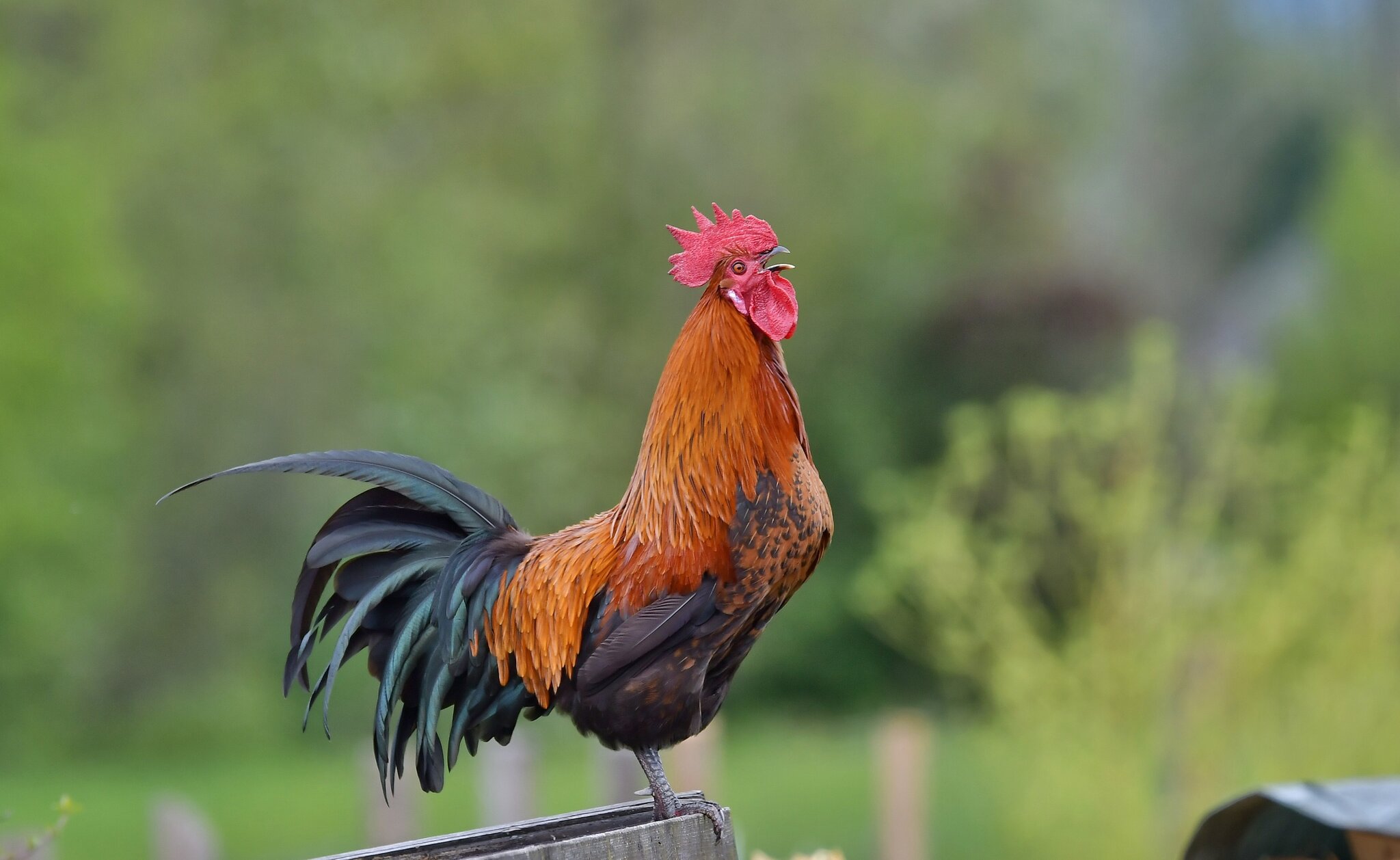 Ab Wann Darf Ein Hahn Morgens Krähen www.meinbezirk.at