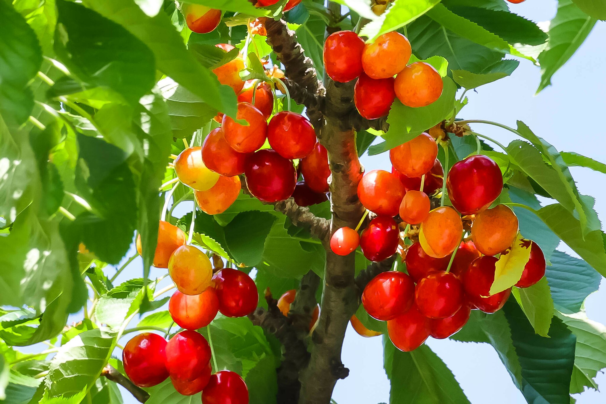 Die Kirschen in Nachbars Garten