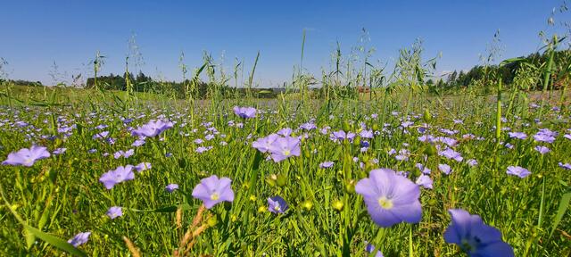 Es summt im Feld...  🐝