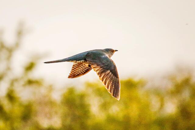 Kuckuck - common cuckoo
(Cuculus canorus)
29.04.22
Der Kuckuck (Cuculus canorus) gehört zur Ordnung der Kuckucksvögel (Cuculiformes) und zur Familie der Kuckucke (Cuculidae). Er kommt in Nordafrika und in Eurasien von Portugal und Irland nach Osten bis Japan und Kamtschatka vor. Er ist etwa taubengroß, sein Gefieder ist größtenteils grau. Die Art ist außer durch den charakteristischen „Gu-kuh“-Ruf auch durch ihren Brutparasitismus allgemein bekannt. Der Kuckuck legt seine Eier einzeln in Nester kleinerer Singvögel und betreibt selbst keine Brutpflege. Die Kuckuckweibchen bevorzugen einzelne Wirtsvogelarten und legen Eier, die denen dieser Arten weitgehend entsprechen. Das wenige Stunden alte Kuckucksjunge entfernt die Eier und Jungvögel der Wirtseltern und wächst allein im Nest heran.
 | Foto: RamizFetahu
