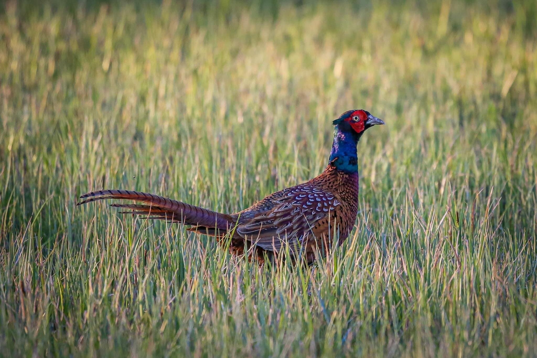 Fasan - ring necked pheasant (Phanasianus colchicus)