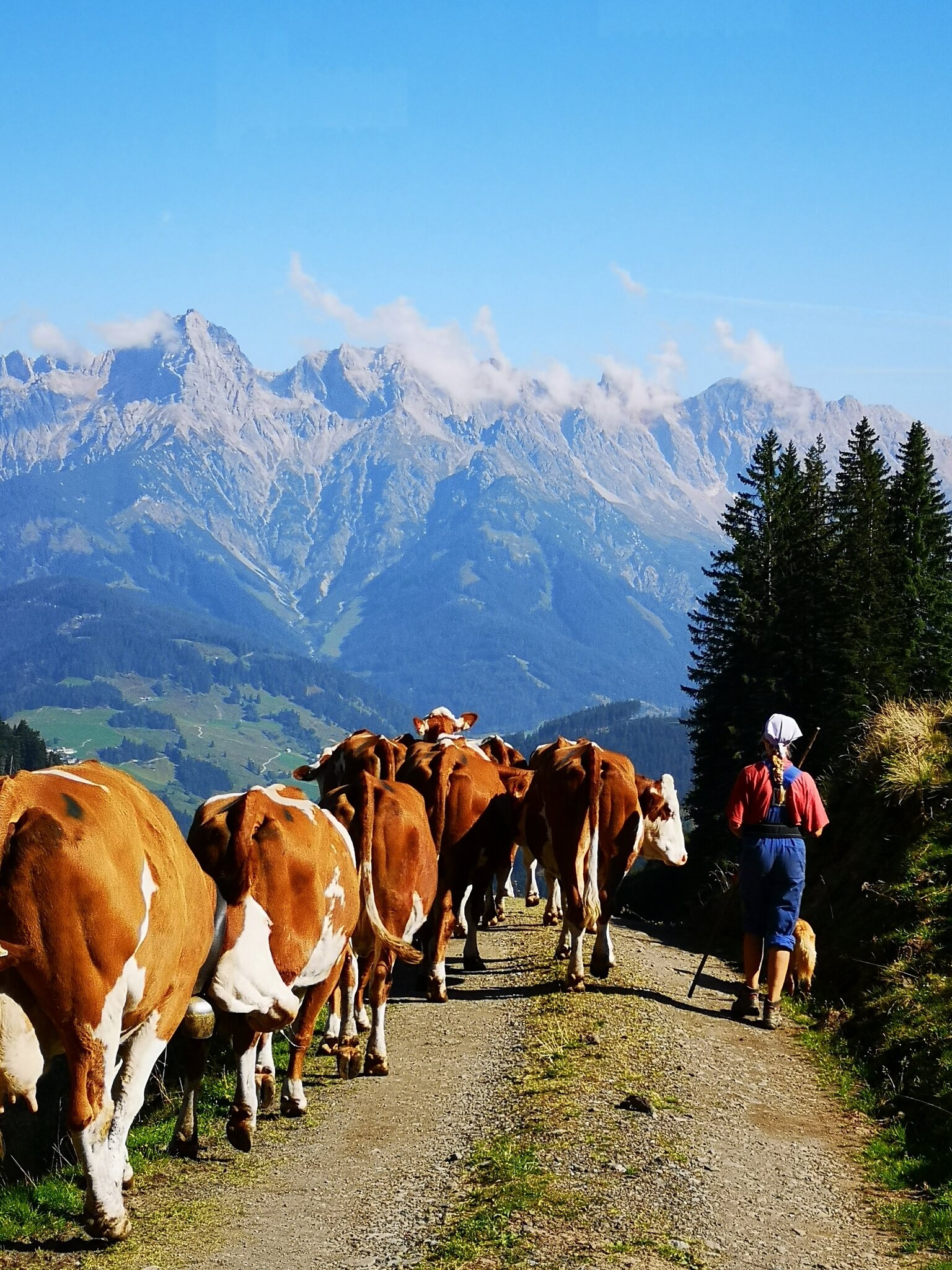 Sommer-Alm Auf-Trieb in Hintermoos