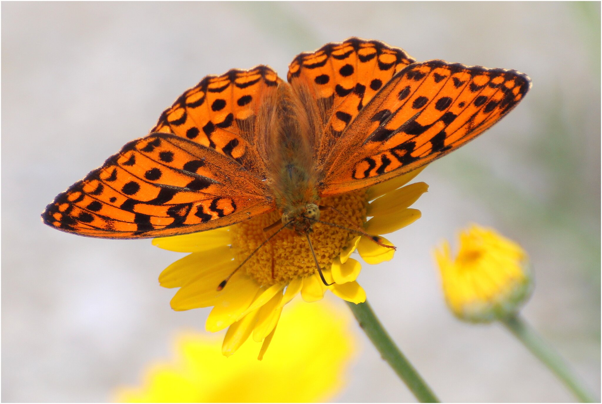 Schmetterling Des Jahres 2022
