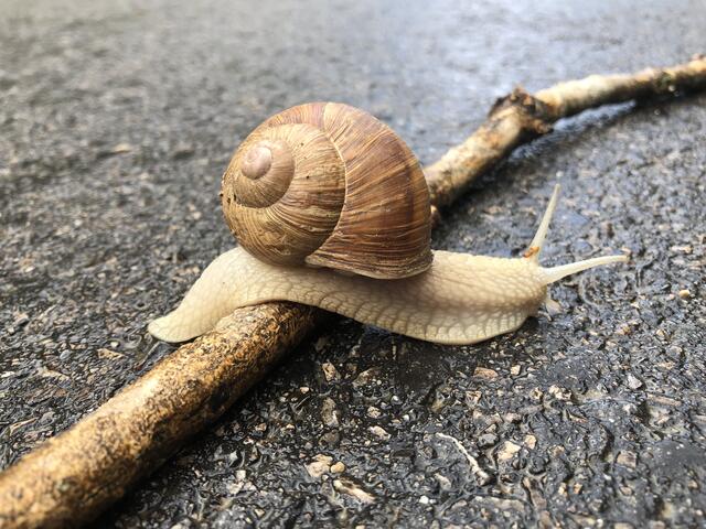 Sooo langsam war ich nicht unterwegs bei meinem Ausflug nach Alland, obwohl es über manchen Hügel ging. Aber ich hatte auch nicht sooo schwer zu schleppen... | Foto: Stockmann