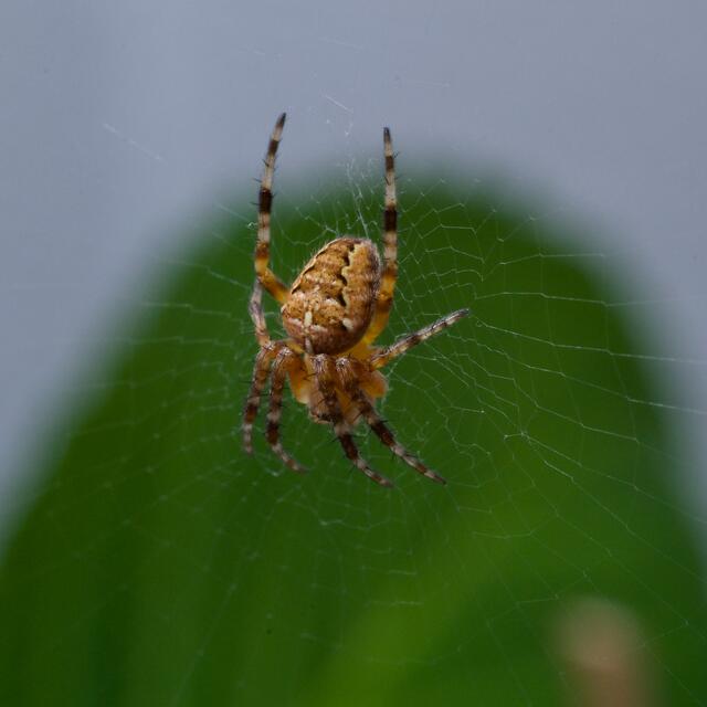 Eine Kreuzspinne hat es sich am Balkon zwischen Sessel und Blume gemütlich gemacht und lauert auf ihre Beute. Laut Wikipedia kann eine Kreuzspinne ein Alter von bis zu drei Jahren erreichen. | Foto: Santrucek