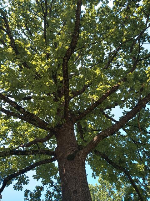 Schattenspender ,Baum'