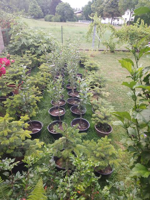 Hobby Obstgarten – Im Bild rund ca. 10 Kronprinz-, 5 Hasenkopf-, 5 Gravensteiner- und 5 Bohnapfelbäume für meine Streuobstwiesen.        
Und für die Jahre 2030 und später noch ca. 25 Christbäume …..  

