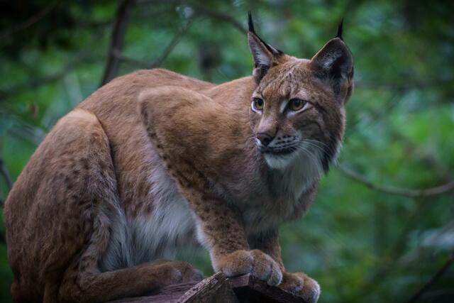 Luchs auf der Lauer. 