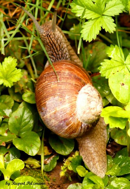 Die haustragende Weinbergschnecke ist nützlich