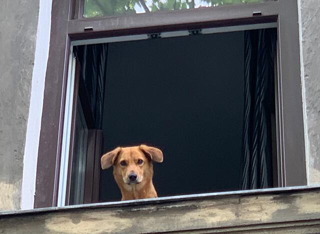 Der Hund war sicher im früheren Leben ein "Hausmasta" in Wien. | Foto: © Gabriele Czeiner