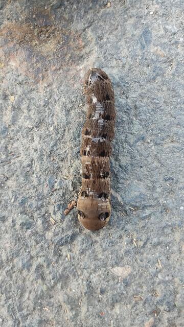 ...ist schon sehr groß, etwa 8cm lang. Die hier im Bild, hat ihren kleinen Kopf eingezogen und blöfft mit einem vermeintlichen Riesenkopf, als Abwehrverhalten. Sie ist sicherlich keine Schönheit aber als Schwärmer ist der sogenannte Weinschwärmer woll einer der schönsten Nachtfalter...
 | Foto: Günther Koch