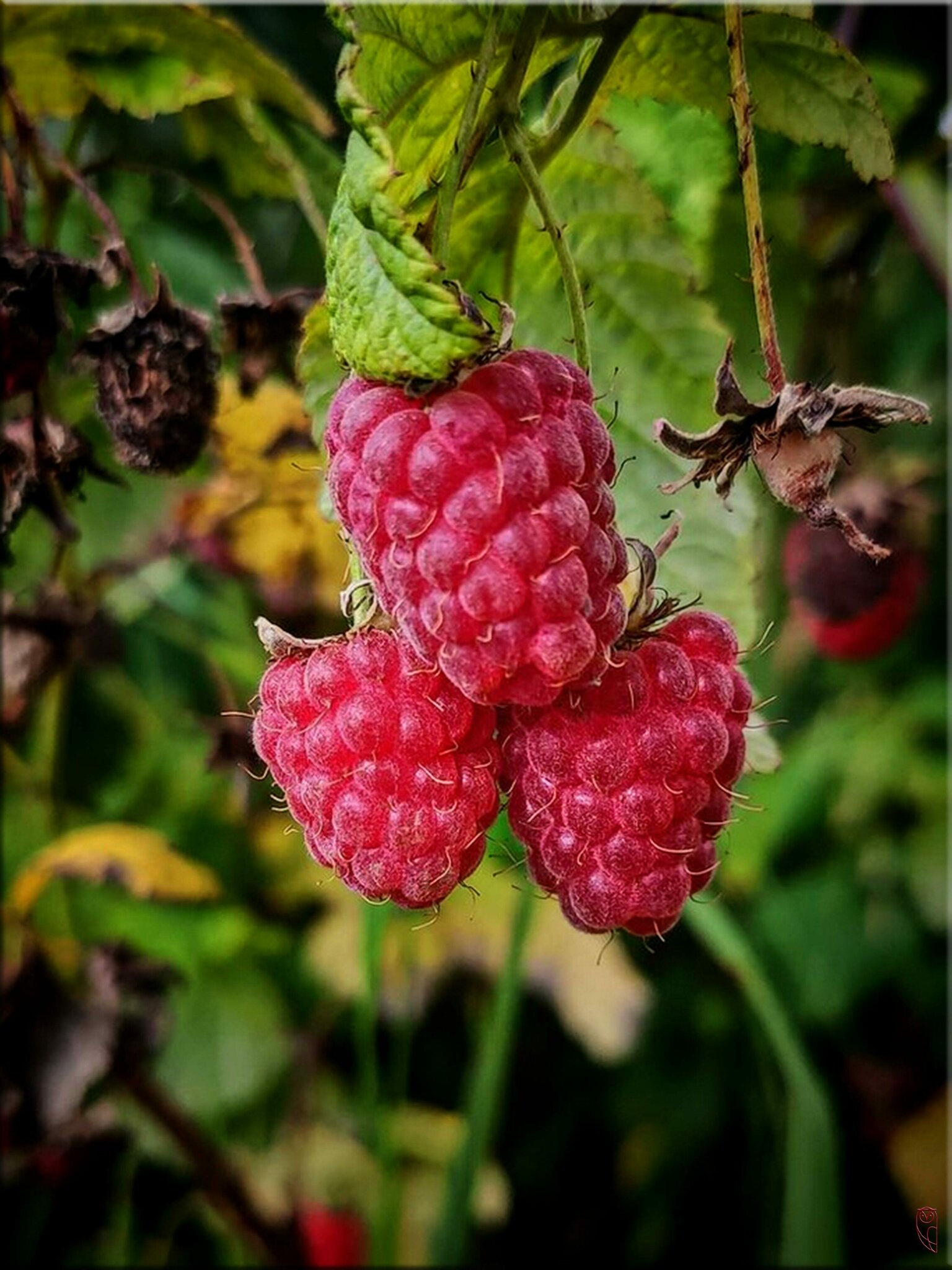 Die Himbeere, eine schmackhafte Frucht ....