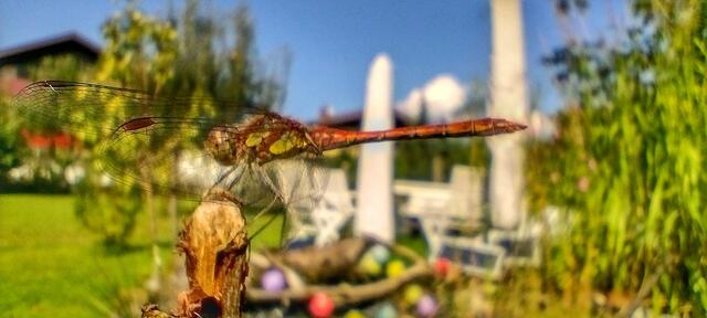 Als hätte sie auf den Fotografen gewartet. | Foto: CM