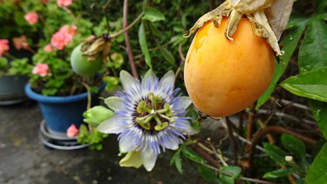 Frucht der Passionsblume (Passiflora) | Foto: Silvia Plischek