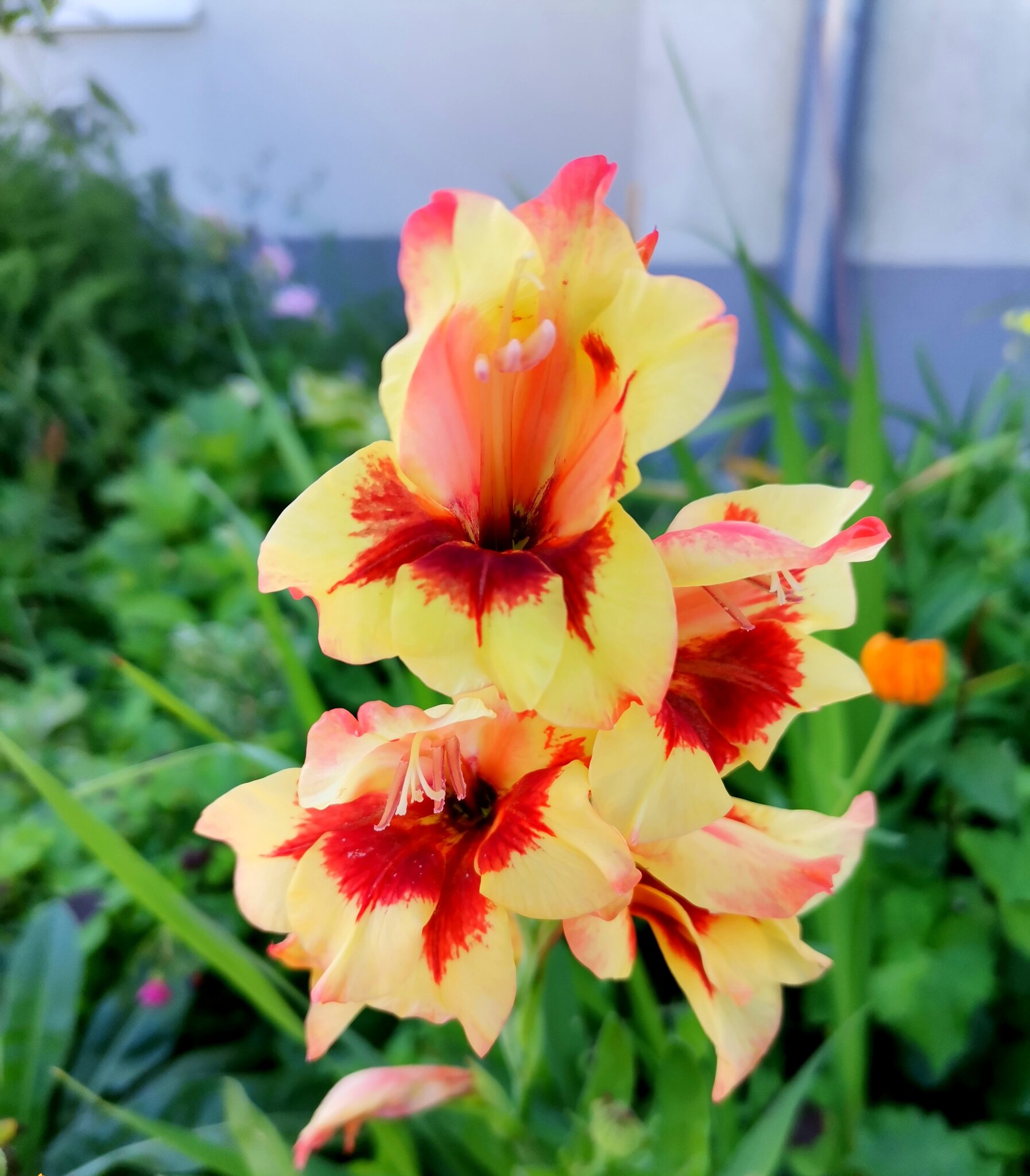 Blumengrüsse
