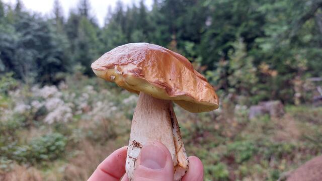 Die Pilz und Schwammerlsaison geht langsam zu ende.