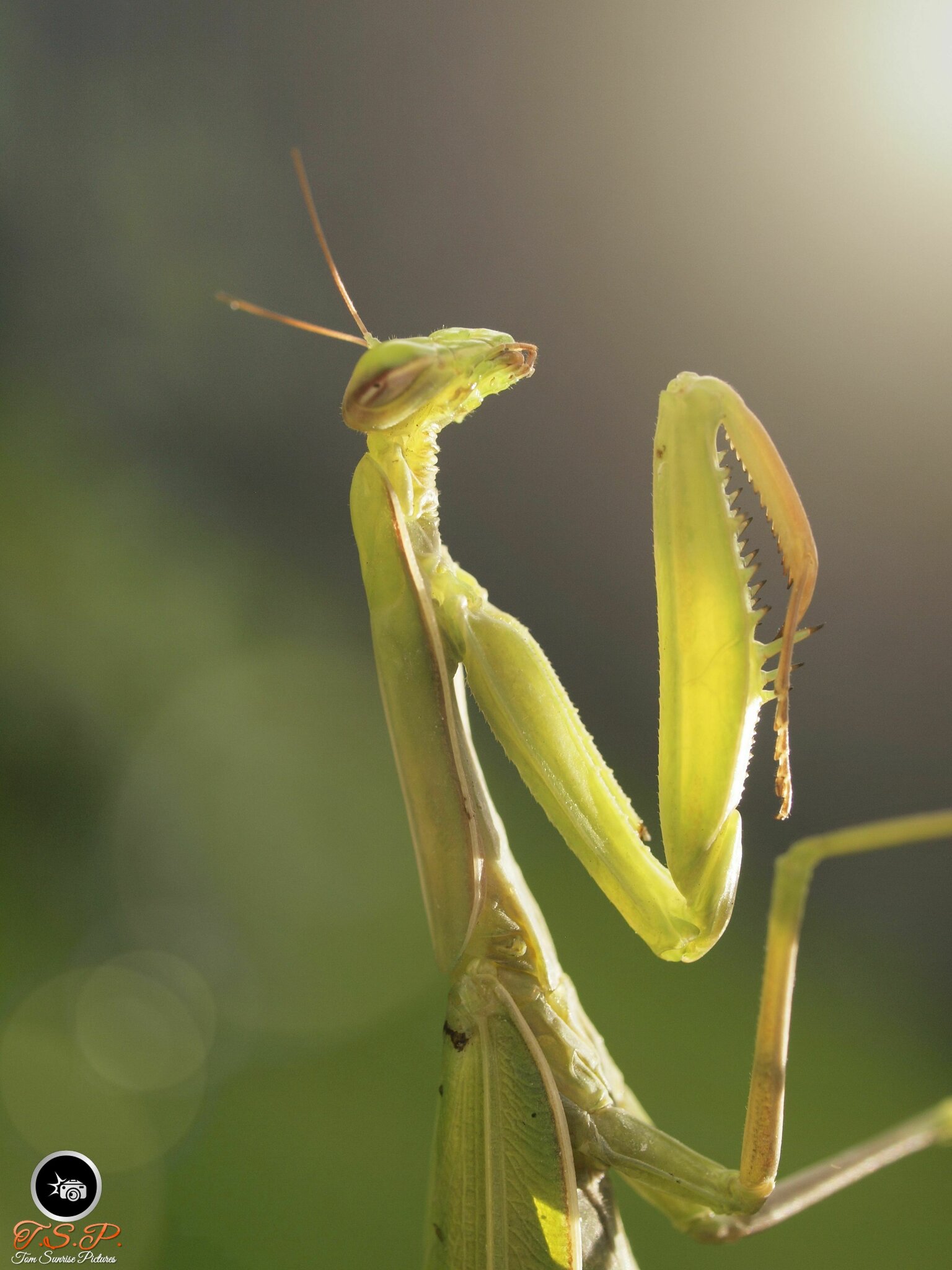 Gottesanbeterin im Garten
