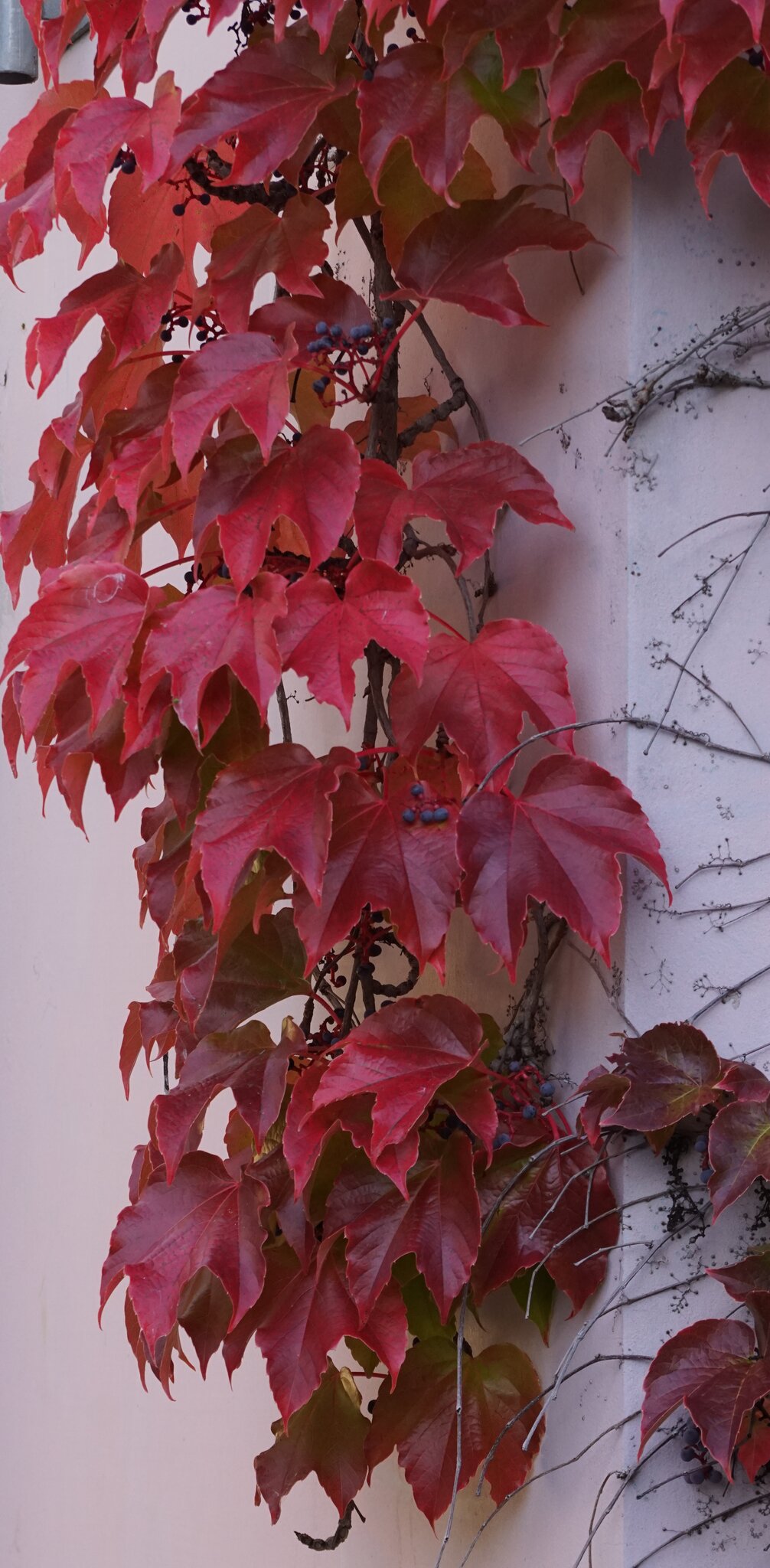  der Herbst kommt in großen Schritten wieder Motiv 