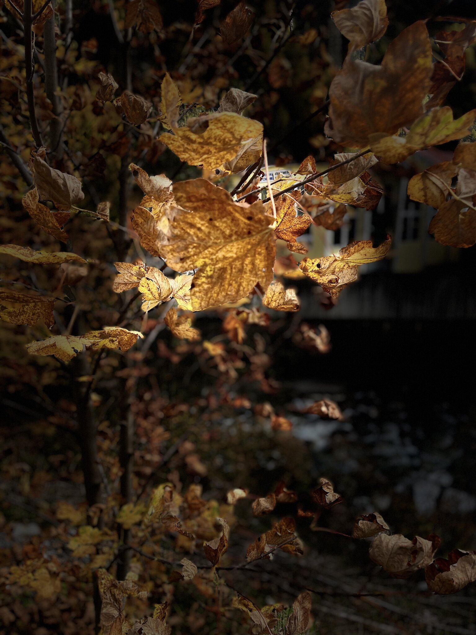 Das Laub färbt sich