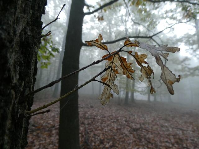 im Wald spazieren
