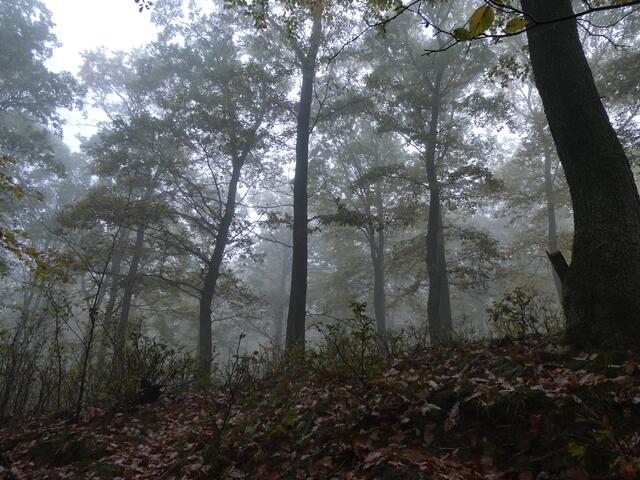 spazieren im Wald