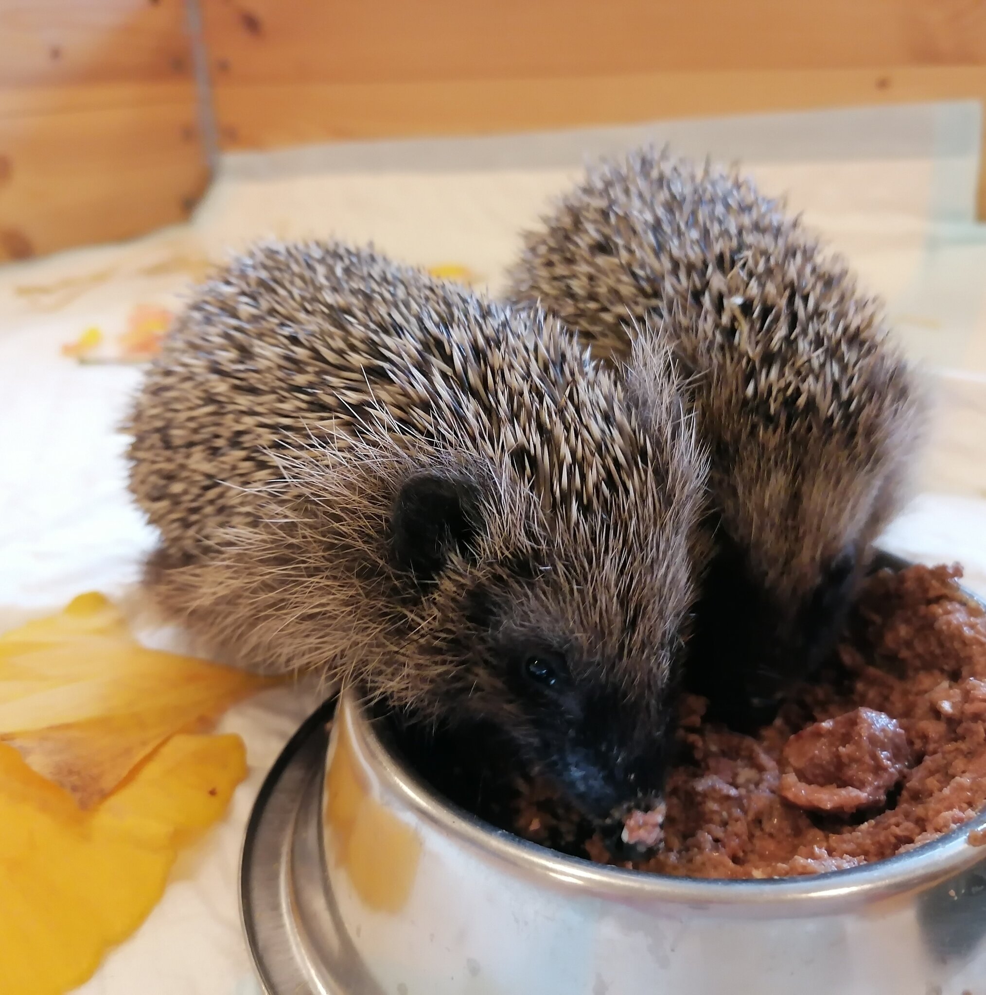  BUNTE WELT Kindergarten Schwertberg Illustration 