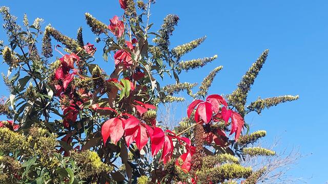 Die.Natur und ihre pracht, das ist der goldene Herbst.