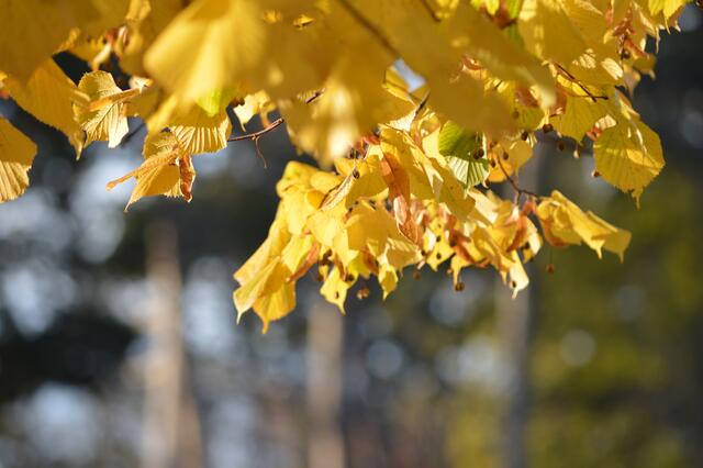 Herbsttage