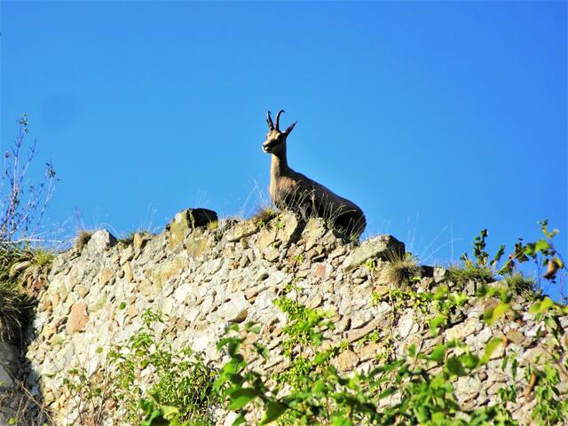 >>> Link zum Bildbericht ... >>> Auflösung Suchbildrätsel Burg Klamm ... >>> Die Gams auf der Burgmauer
 | Foto: Silvia Plischek
