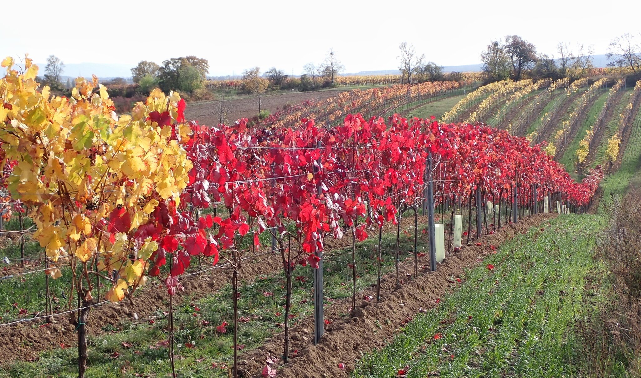 Weingärten auf dem Lindenberg bei Leobersdorf