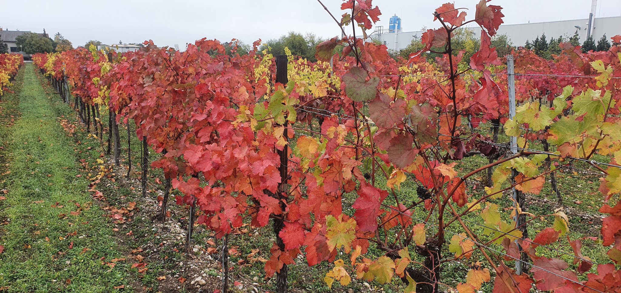 Der Herbst mit wunderschönen Farben 2022